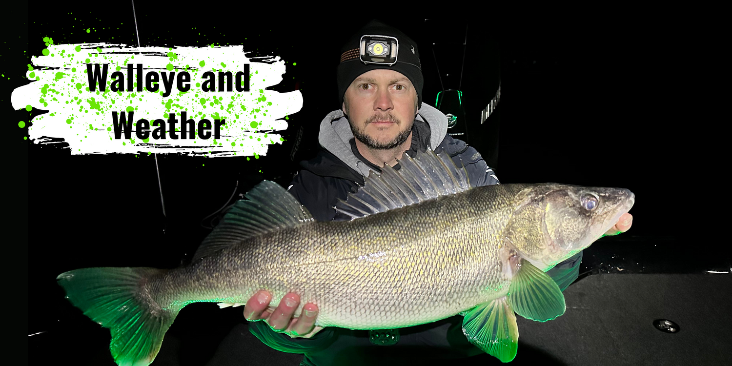 How are walleye effected by temperature, light, and forecast