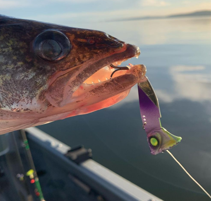 Vertical Jigs and Lures - Trophy Walleye on the Columbia River - Vertical Jigs and Lures Custom 